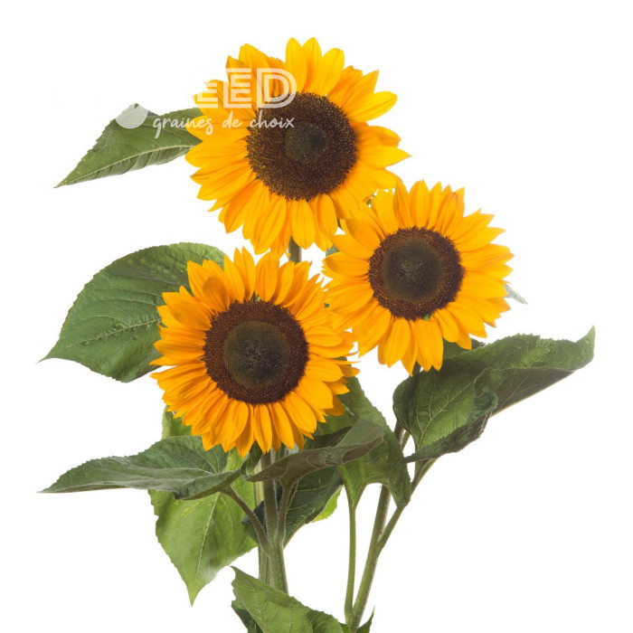 Tournesol F1 Sunrich® Summer Provence