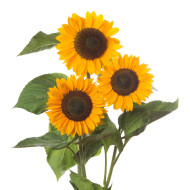 Tournesol F1 Sunrich® Summer Provence