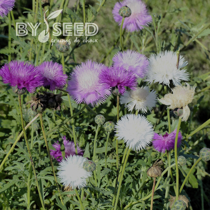 Centaurée moschata Mix