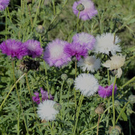 Centaurée moschata Mix