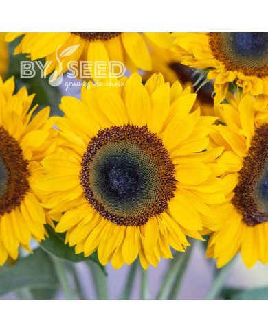 Tournesol F1 Sunrich® Summer Provence