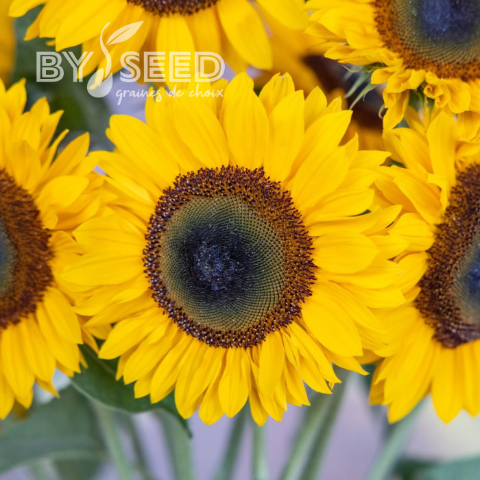 Tournesol F1 Sunrich® Summer Provence