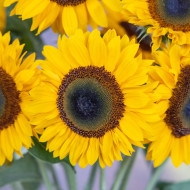Tournesol F1 Sunrich® Summer Provence