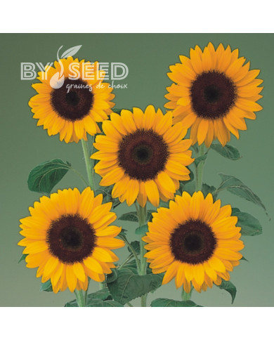 Tournesol F1 Sunrich® Summer Orange