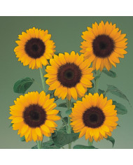 Tournesol F1 Sunrich® Summer Limoncello