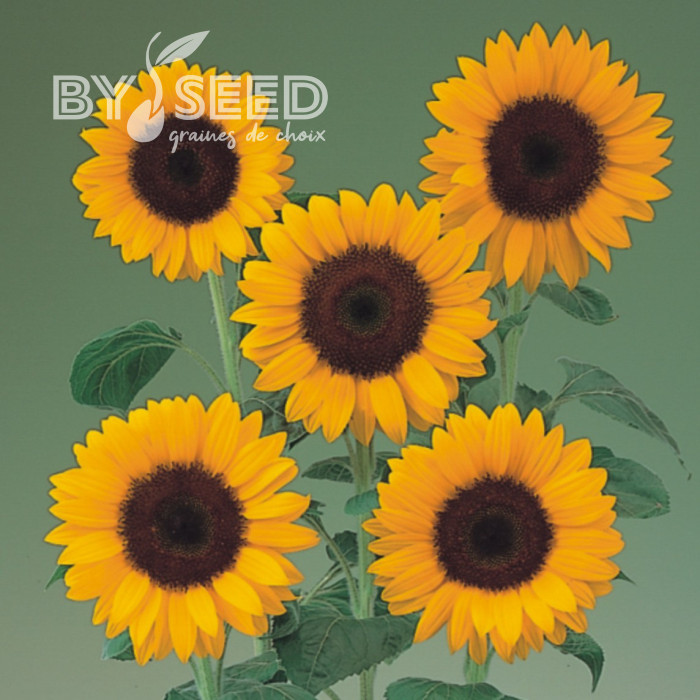 Tournesol F1 Sunrich® Summer Orange