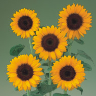 Tournesol F1 Sunrich® Summer Orange
