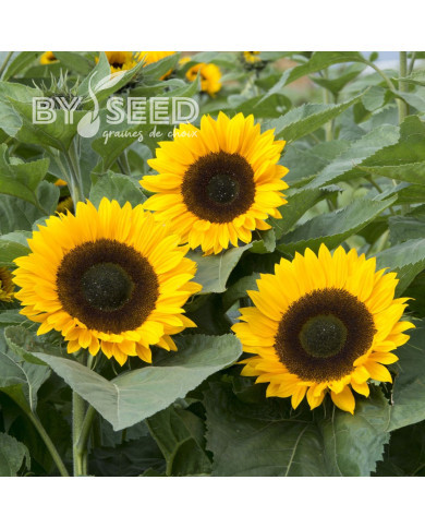 Tournesol F1 Sunrich® Summer Orange