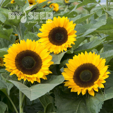 Tournesol F1 Sunrich® Summer Orange