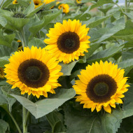 Tournesol F1 Sunrich® Summer Orange