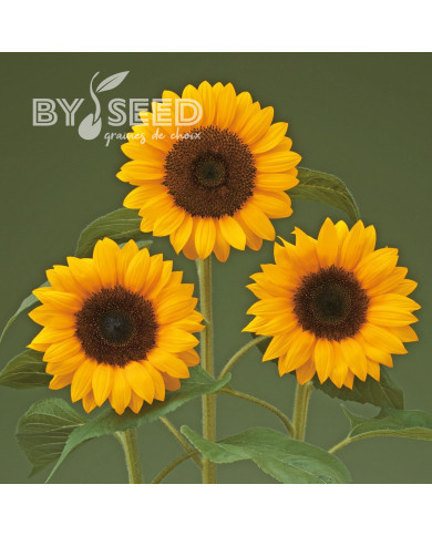 Tournesol F1 Sunrich® Orange DMR