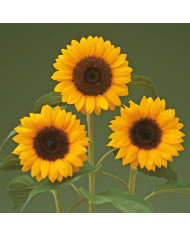 Tournesol F1 Sunrich® Orange