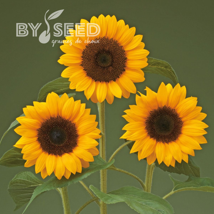 Tournesol F1 Sunrich® Orange DMR
