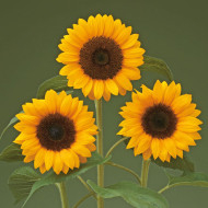 Tournesol F1 Sunrich® Orange DMR
