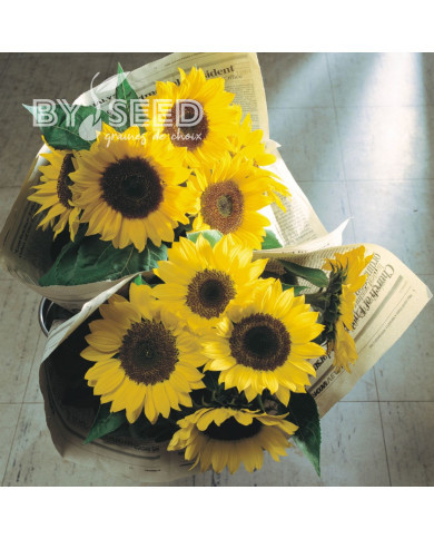 Tournesol F1 Sunrich® Lemon