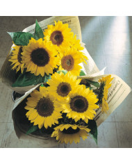 Tournesol F1 Sunrich® Gold
