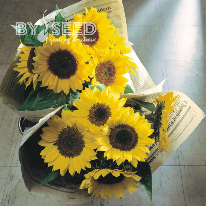 Tournesol F1 Sunrich® Lemon
