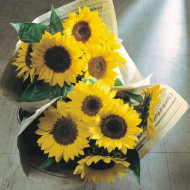 Tournesol F1 Sunrich® Lemon