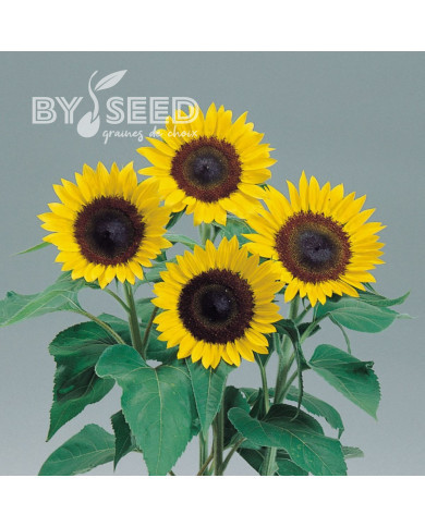 Tournesol F1 Sunrich® Lemon