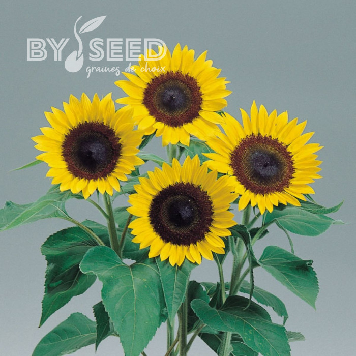 Tournesol F1 Sunrich® Lemon