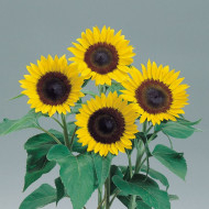 Tournesol F1 Sunrich® Lemon