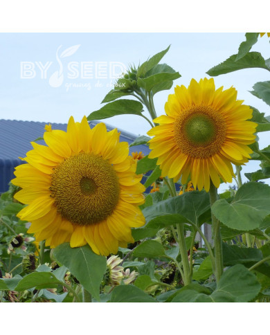 Tournesol F1 Summer Breeze (GreenHeart)