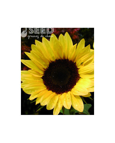 Tournesol F1 Pro-Cut® Peach
