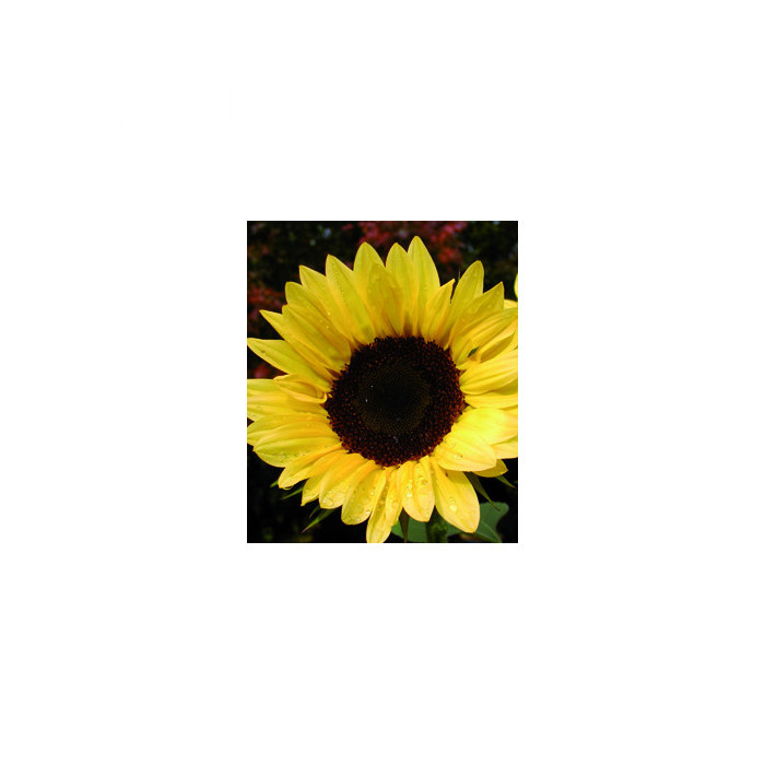 Tournesol F1 Pro-Cut® Peach