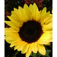Tournesol F1 Pro-Cut® Peach