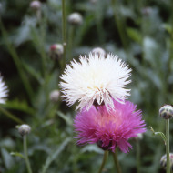 Centaurée moschata Mix