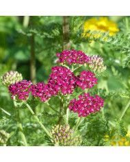 Aster des Alpes Mix