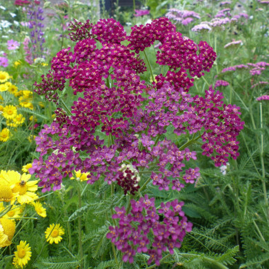 Achillée millefeuille Cassis