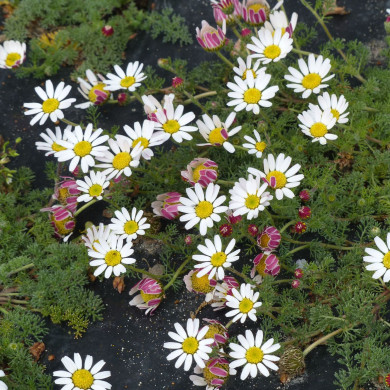 Anacyclus depressus Spring Carpet