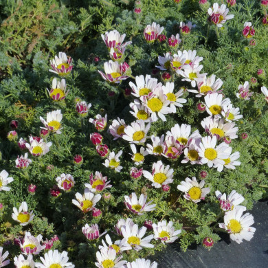 Anacyclus depressus Spring Carpet