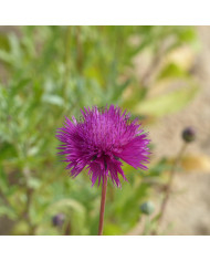Centaurée moschata Mix