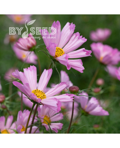Cosmos nain Pinwheel Pink