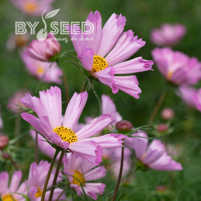 Cosmos nain Pinwheel Pink