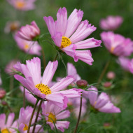 Cosmos nain Pinwheel Pink