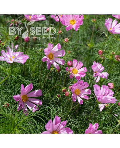 Cosmos nain Pinwheel Pink