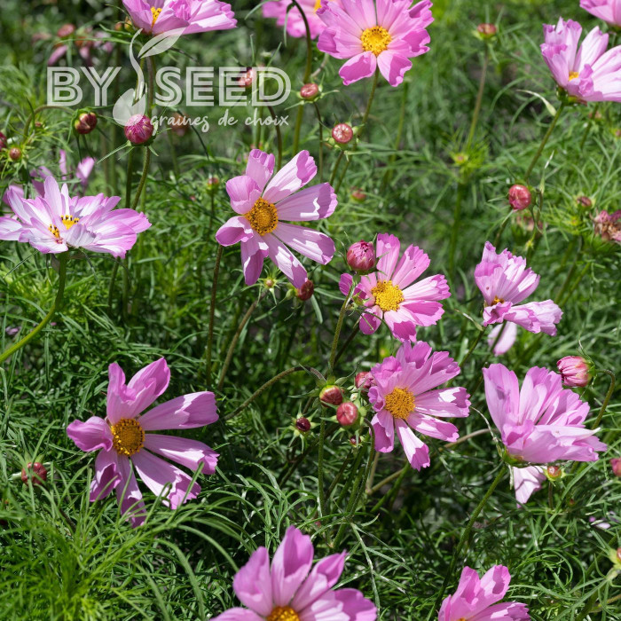 Cosmos nain Pinwheel Pink