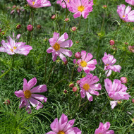 Cosmos nain Pinwheel Pink