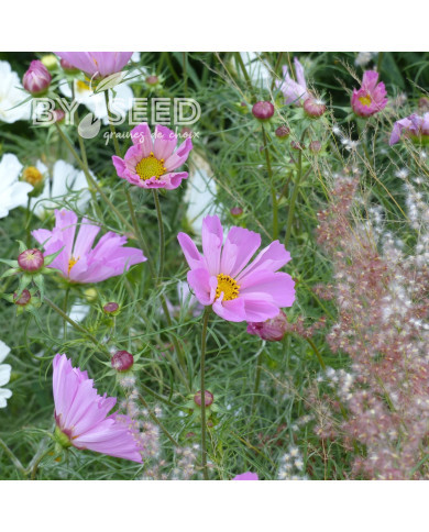 Cosmos nain Pinwheel Pink