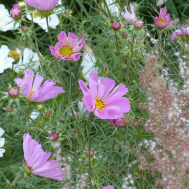 Cosmos nain Pinwheel Pink