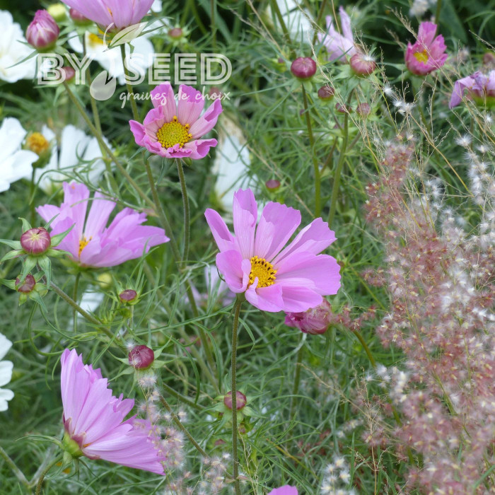 Cosmos nain Pinwheel Pink