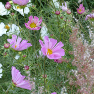 Cosmos nain Pinwheel Pink