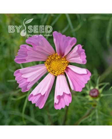 Cosmos nain Pinwheel Pink