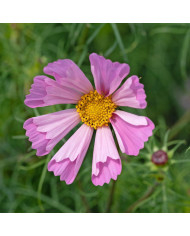 Cosmos nain Pinwheel White