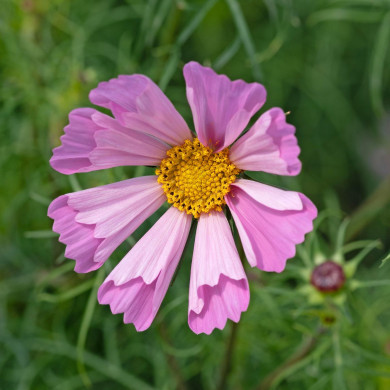 Cosmos nain Pinwheel Pink