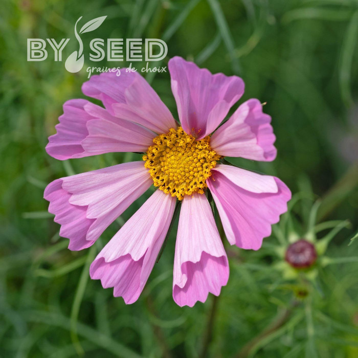 Cosmos nain Pinwheel Pink