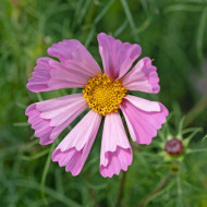 Cosmos nain Pinwheel Pink